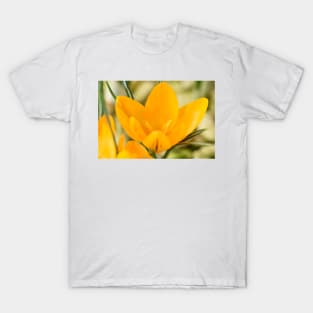 Crocus x luteus  &#39;Golden Yellow&#39;  Syn.  Crocus x stellaris &#39;Golden Yellow&#39; Crocus &#39;Golden Mammoth&#39; T-Shirt